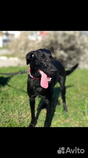 Собака компаньон