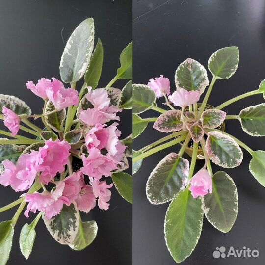 Фиалка сортовая