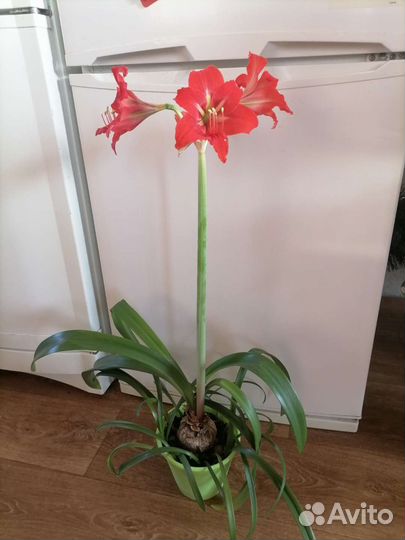 Гиппеаструм