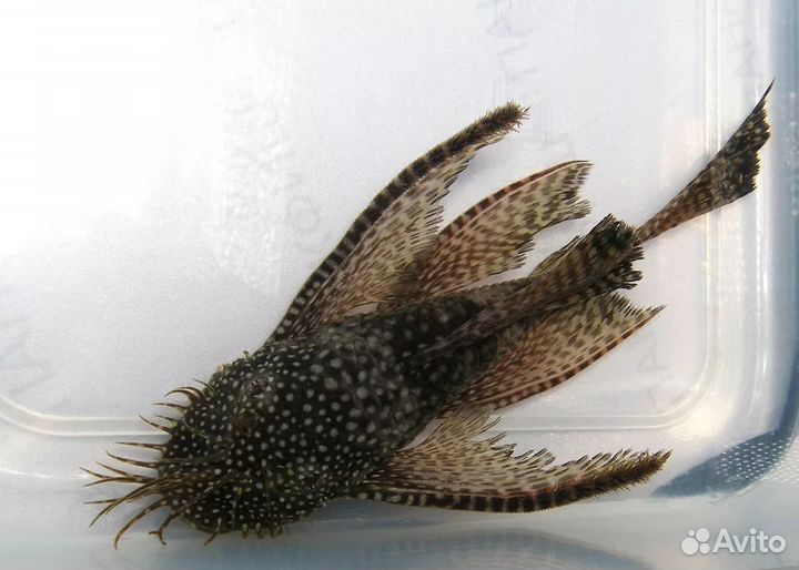 Анциструсы