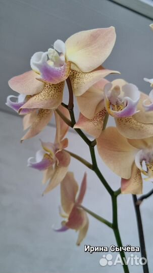 Орхидея фаленопсис