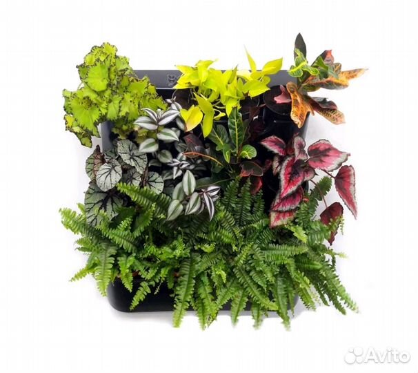 Комнатные цветы