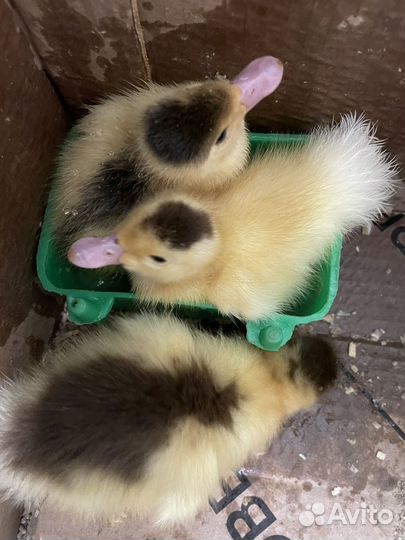 Утки муларды