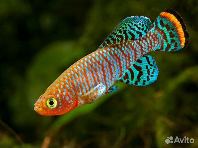 Killifish