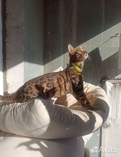 Бенгальский кот вязка