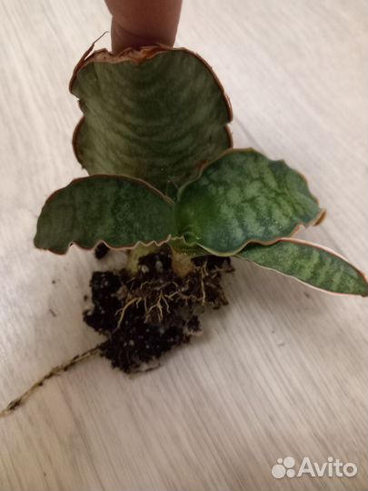 Сансевиерия кирки сильвер блю