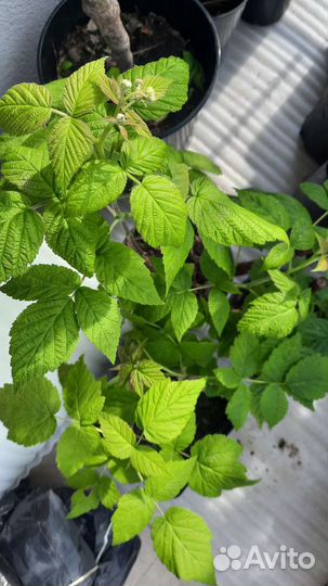 Малина штамбовая Сказка