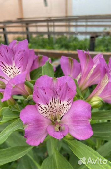 Цветы оптом