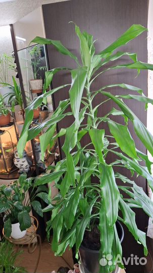 Пальма драцена