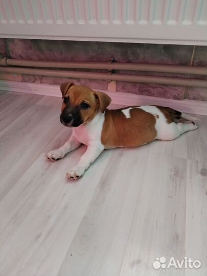 Джек рассел терьер