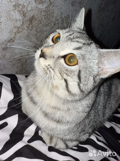 Британский кот отдам