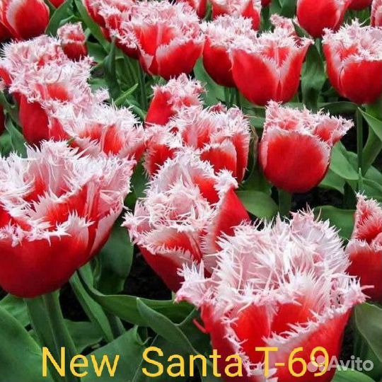 Луковицы тюльпанов после выгонки (альбом 4)