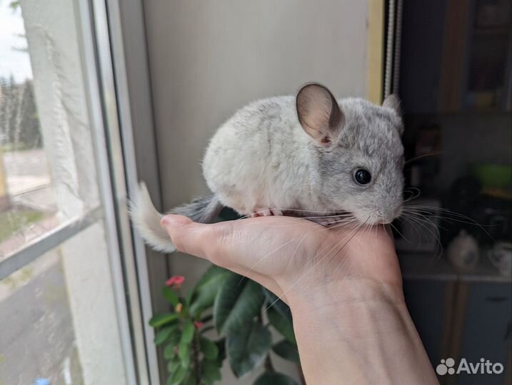 Продам маленьких шиншилл