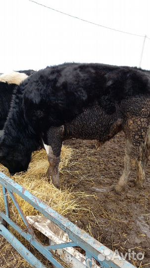 Быки на мясо на племя