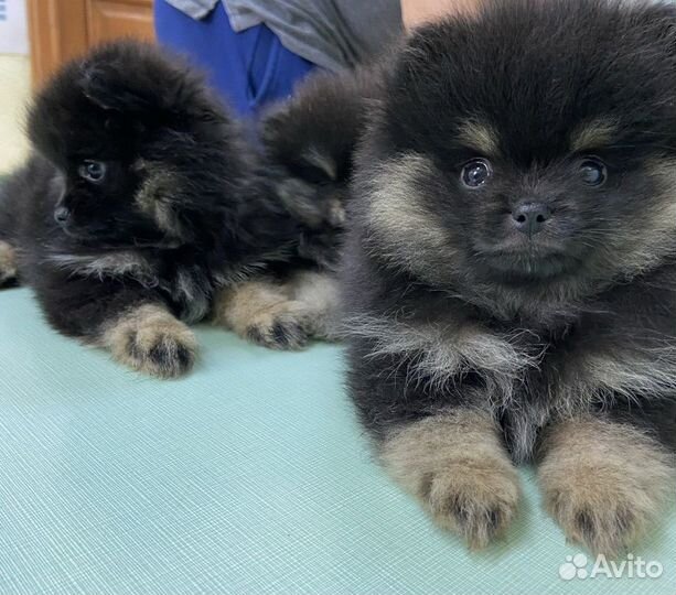 Померанский шпиц
