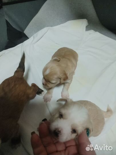 Щенки китайской хохлатой пуховой