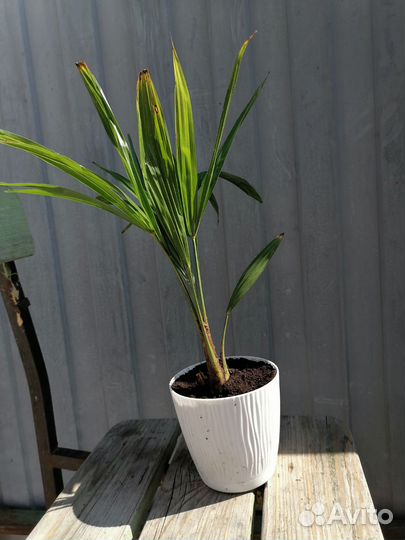 Пальма трахикарпус форчуна