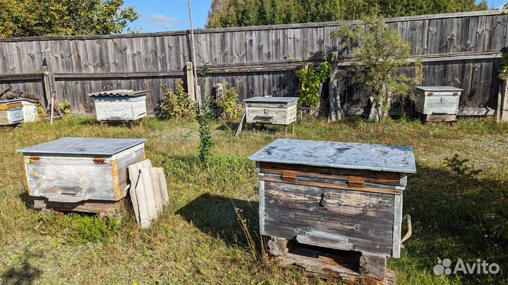 Продам ульи для пчел