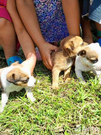 Маленькие собачки щенята