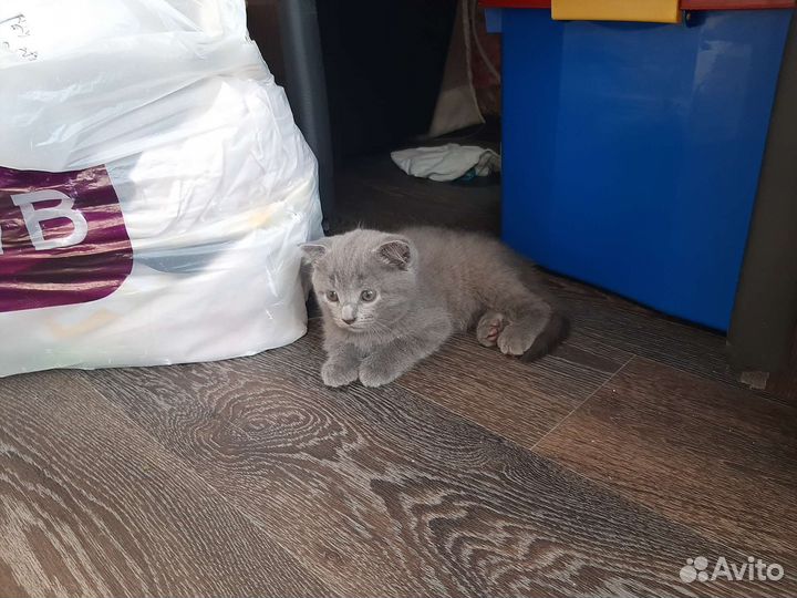 Британские котята
