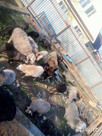 Овцы бараны