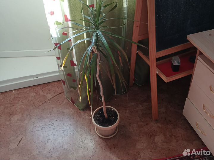 Пальма драцена