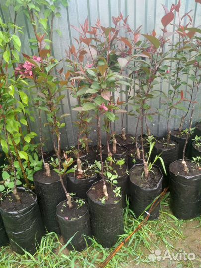 Яблоня пурпурная декоративная