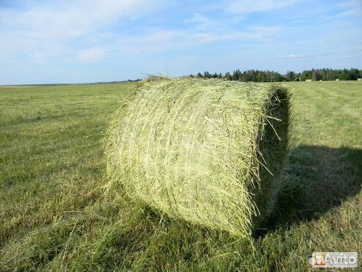 Тюки сена свежий скос