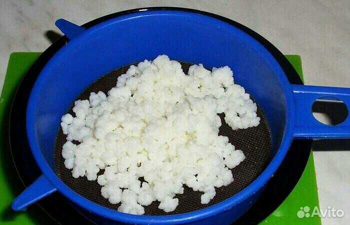 Молочный кефирный гриб