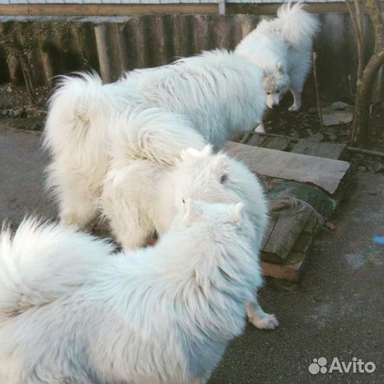 Шерсть самоеда
