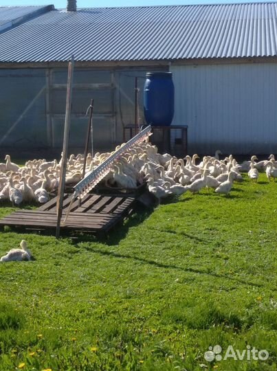 Бройлеры, утки, муларды, гуси, индюки