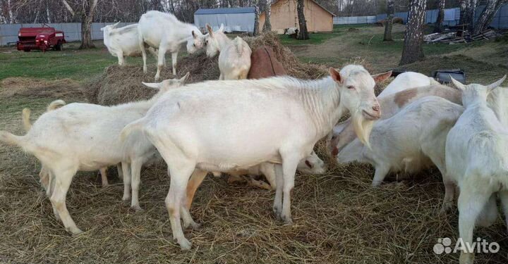 Козел. Доставка