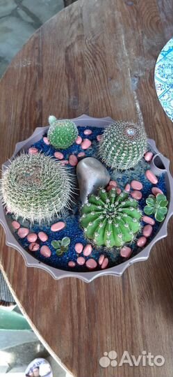 Кактусы, олеандр