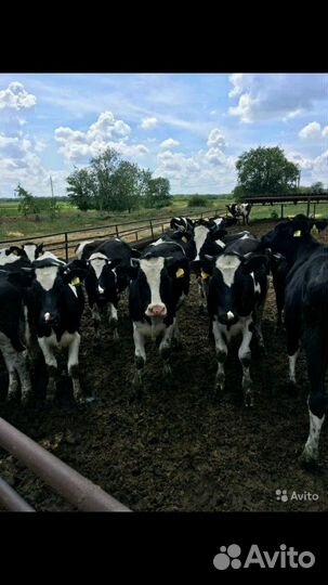 Быки и телочки