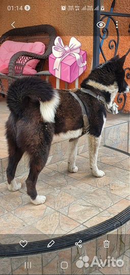 Метис лайки молодой кобелек