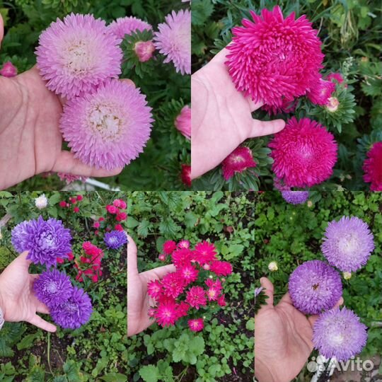 Букет на 1 сентября срезка