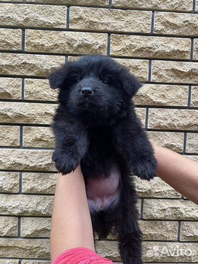 Длинношерстные красавицы