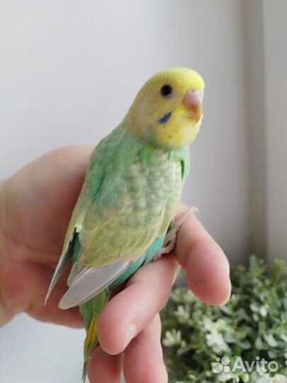 Радужные ручные птенцы волнистого попугая
