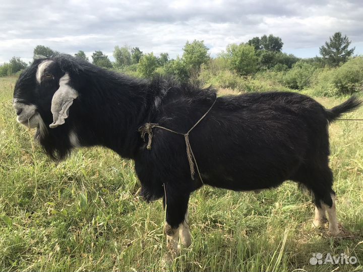 Нубийский козел