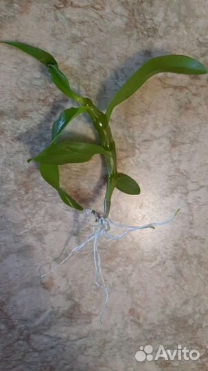Дендробиум нобиле(детка)