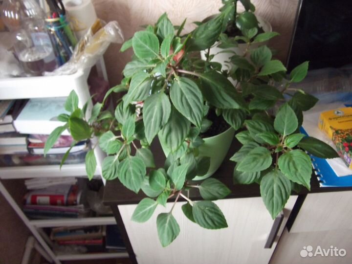 Бальзамин или Ванька мокрый