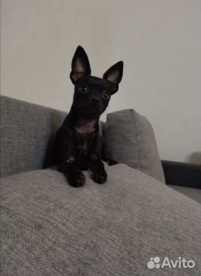 Мини Той-терьер вязка