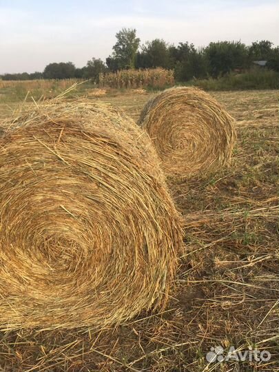 Сено суданка