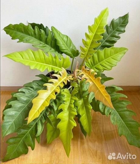 Филодендрон Golden Crocodile/ Золотой крокодил