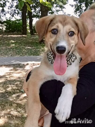 Щенок в дар