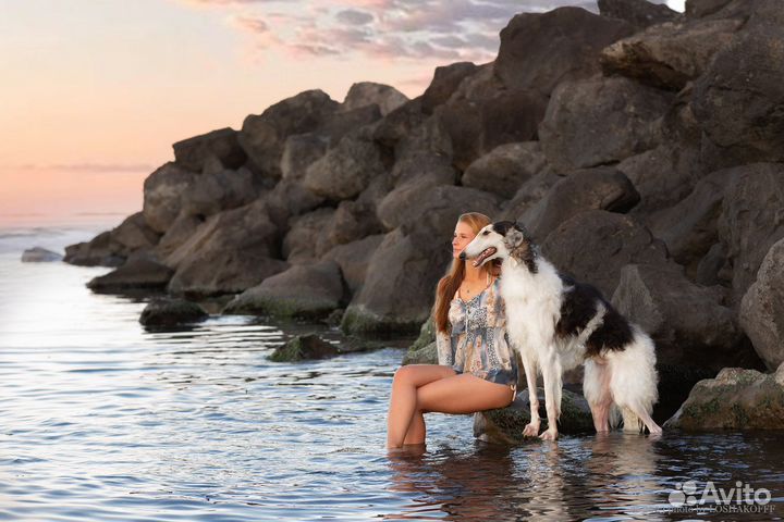 Фотосессии с собаками (русская псовая борзая)