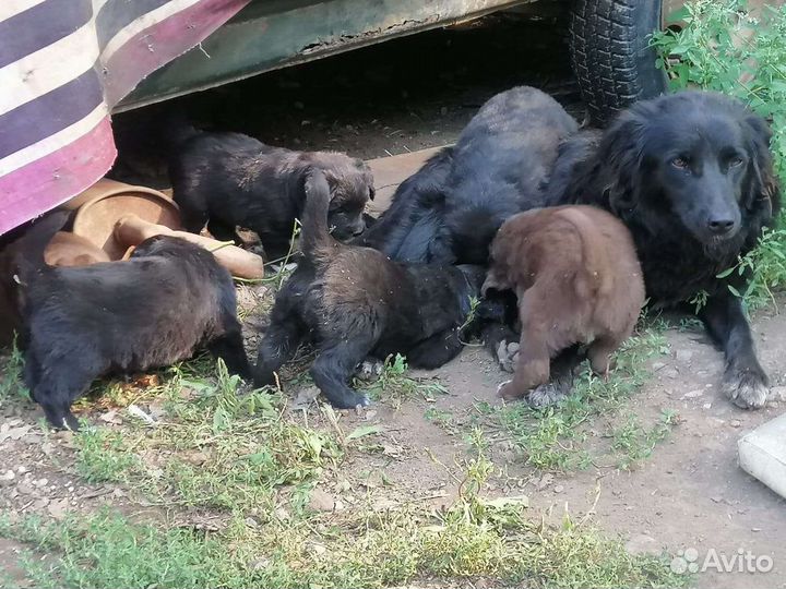 Собаки щенки бесплатно