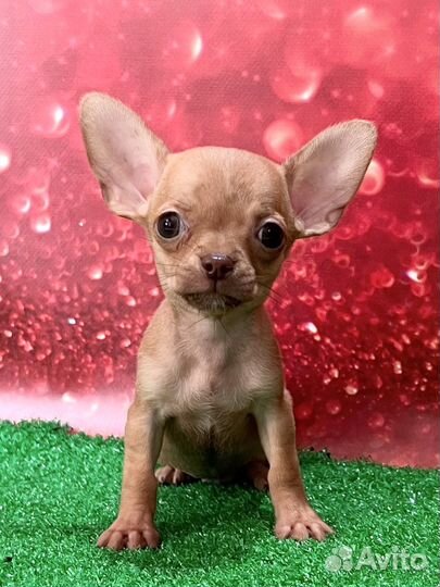 Супер Мини мальчик чихуахуа. Ангел