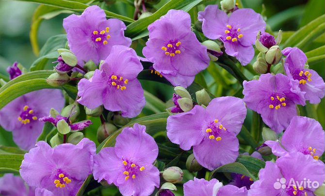 Традесканция садовая