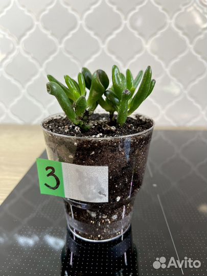 Крассула хоббит